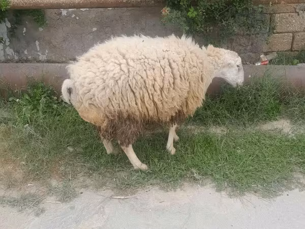 Ram, Sheep — Azerbaijan