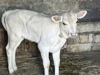 گاو ماده, گاو — عکس 2
