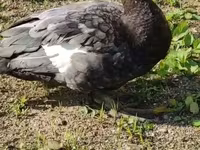 Ducks — zdjęcie 4