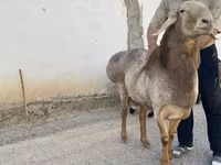 Ram, Arashan sheep — foto 2