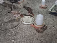 Chickens — foto 3
