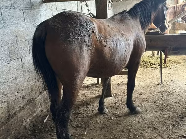 Iapă, Cai