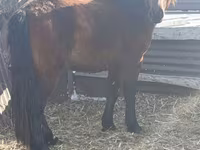 Адуу, Mugalzhar horse — 2 зураг