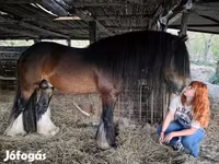 Айғыр, Gypsy horse — 4-сурет