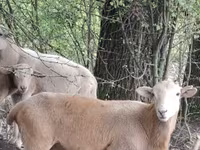 Domba jantan, Katum sheep — foto 1