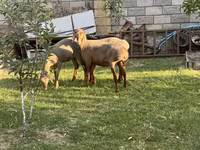 แกะตัวเมีย, Hissar sheep — รูปภาพ 6