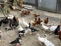 Ducks — 照片 2
