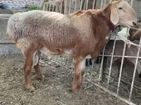 قوچ, Arashan sheep — عکس 3