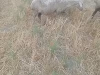 Domba betina, Sheep — foto 4