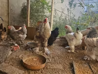 براهما — عکس 2