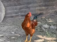 Chickens — الصورة 1