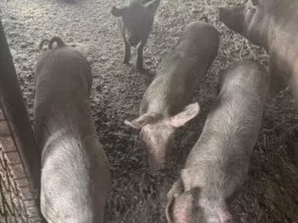 Boar, Pigs — Hungary