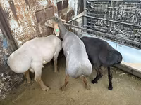 Beran, Arashan sheep — foto 5