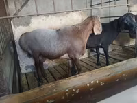 Beran, Hissar sheep — foto 5