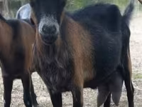 Cabra, Alpine goat — foto 6