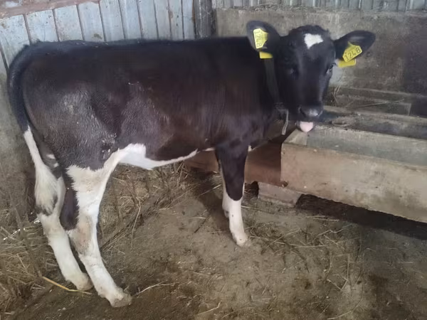 பசு, Russian Black pied cattle