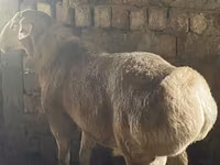 Baran, Arashan sheep — zdjęcie 2