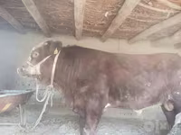 گاو نر, هرفورد — عکس 1