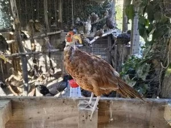 Guinea fowl