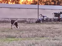 Kuh, Russian Black pied cattle — Foto 1