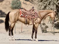 公马, Quarter Horse — 照片 3