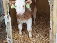 Bulle, Simmental cattle — Foto 2
