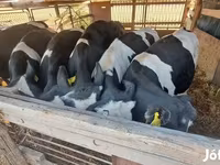 گاو نر, Russian Black pied cattle — عکس 6
