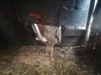 Chickens — عکس 4