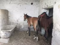 Horses (batch, sex not specified), Horses — photo 3
