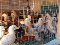 Chickens — լուսանկար 4
