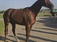 Kanca, Thoroughbred horse — 3. fotó