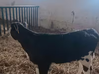 Sapi, Simmental cattle — foto 4