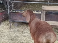 Montone, Rhon sheep — foto 3
