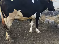 Сиыр, Russian Black pied cattle — 7-сурет