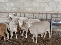 Får, Merino sheep — foto 3