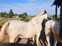 母马, Lipizzaner — 照片 3