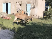 Kambing jantan, Alpine goat — foto 8