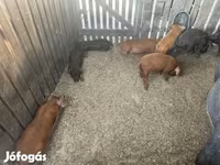 Қабан, Мангалица — 8-сурет