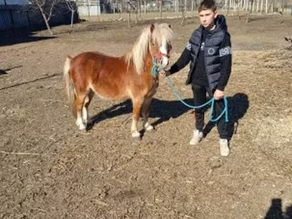 Kůň, Koně