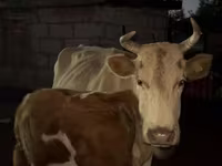 Lembu betina, Latvian Blue cattle — foto 2