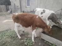 Vaca, Simmental cattle — foto 2