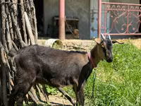 Koza, Nubian Goat — fotografija 1