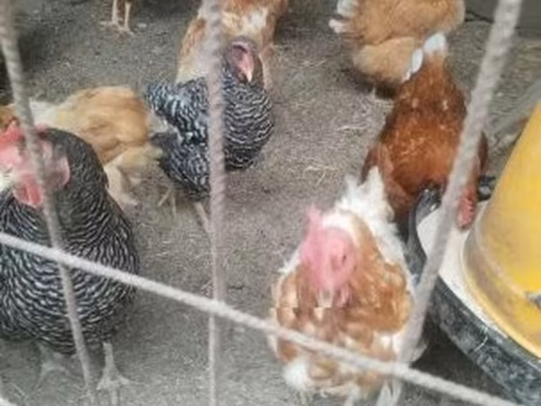 Chickens