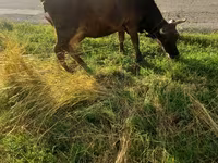 Үнээ, Үхэр мал — 3 зураг