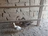 Ducks — عکس 2