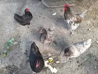 Chickens — sawirka 5