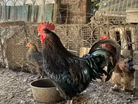 Brahma — foto 2