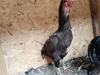 Chickens — الصورة 3