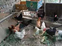 Chickens — Foto 1