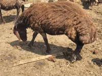 Biri-biri betina, Karakul sheep — foto 2